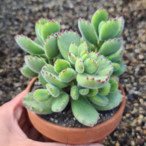 Cotyledon tomentosa "Bärentatze"