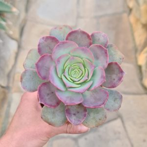 Aeonium david bramwellii