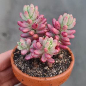 Sedum rubrotinctum cv. Aurora variegata