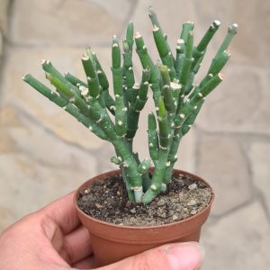 Sarcostemma stolonifera