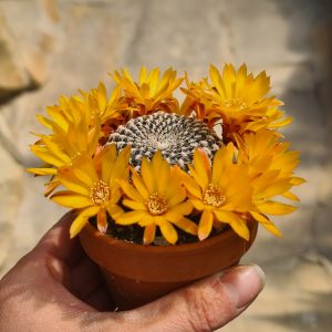 Sulcorebutia arenacea