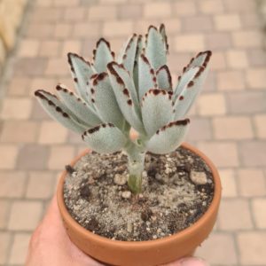 Kalanchoe tomentosa