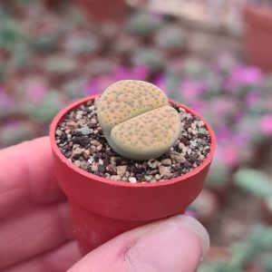 Lithops schwantesii
