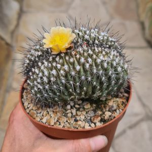 Copiapoa tenuissima cristata gepfropft