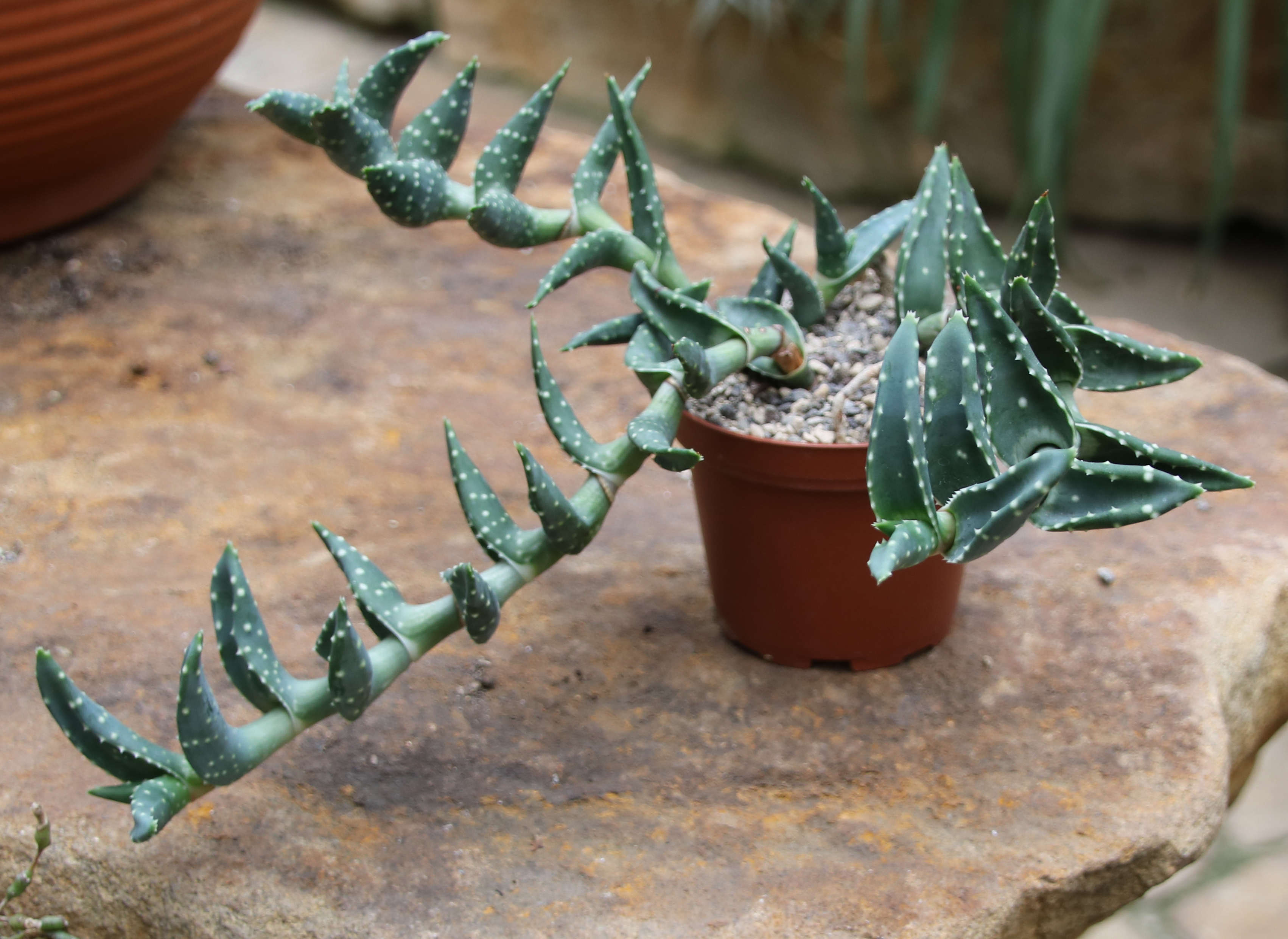 miracle island aloe vera Deluvia Miracle Aloe Cream