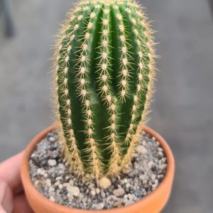 Trichocereus narvaecensis