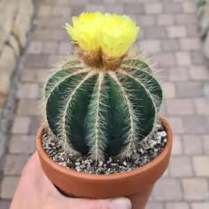 Notocactus magnificus