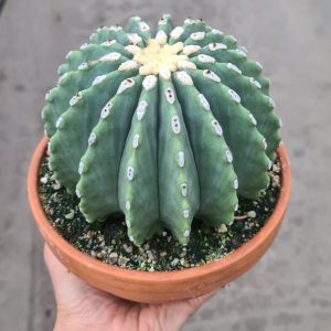 Ferocactus glaucescens inermis (nudum)