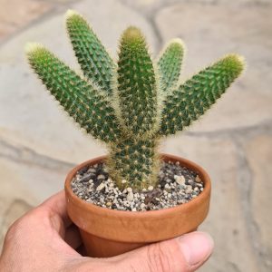 Winteria-aureispina