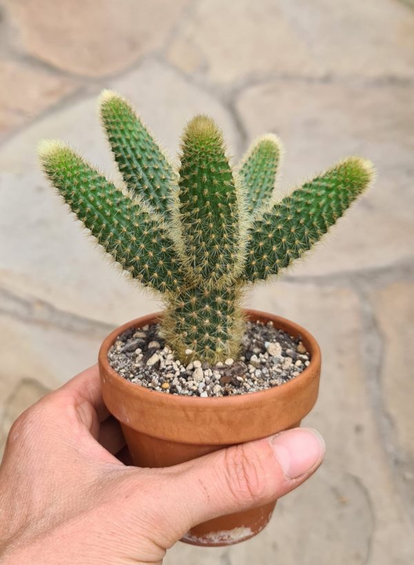 Winteria-aureispina