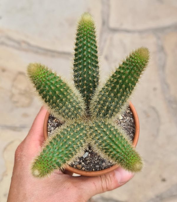 Winteria-aureispina