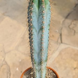 Pseudopilocereus magnificus