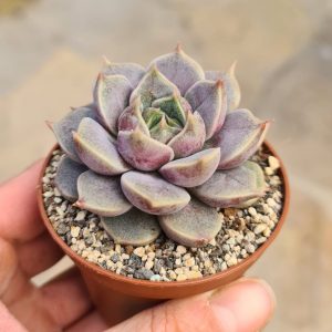 Echeveria 'Marsic'