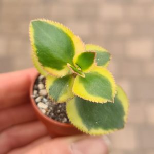 Crassula sarmentosa f. variegata