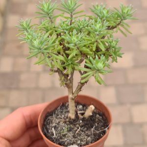 Sedum potosinum