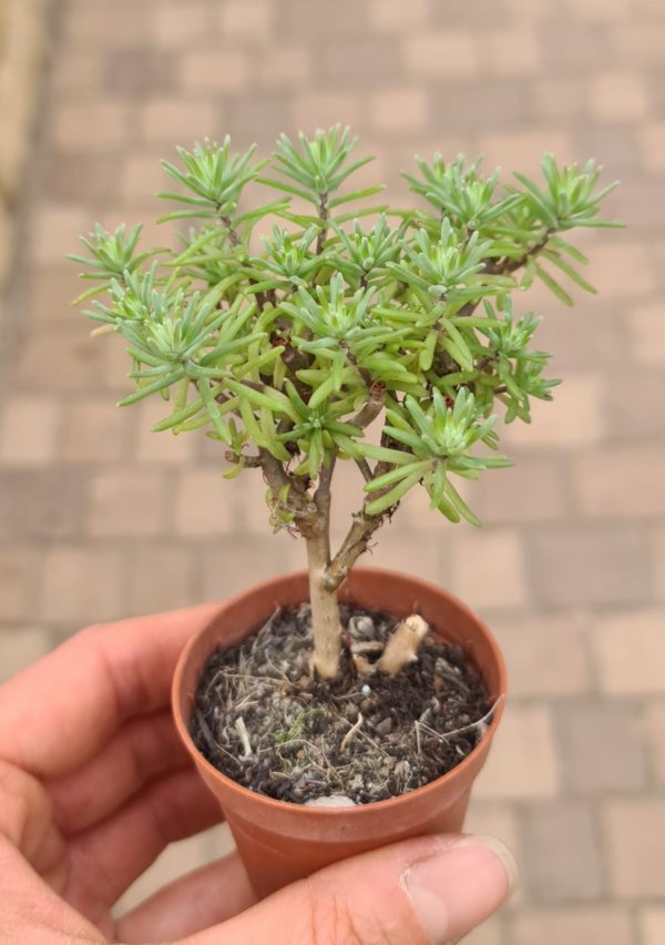 Sedum potosinum