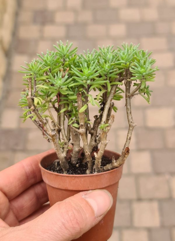 Sedum potosinum