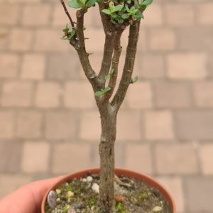 Crassula sarcocaulis