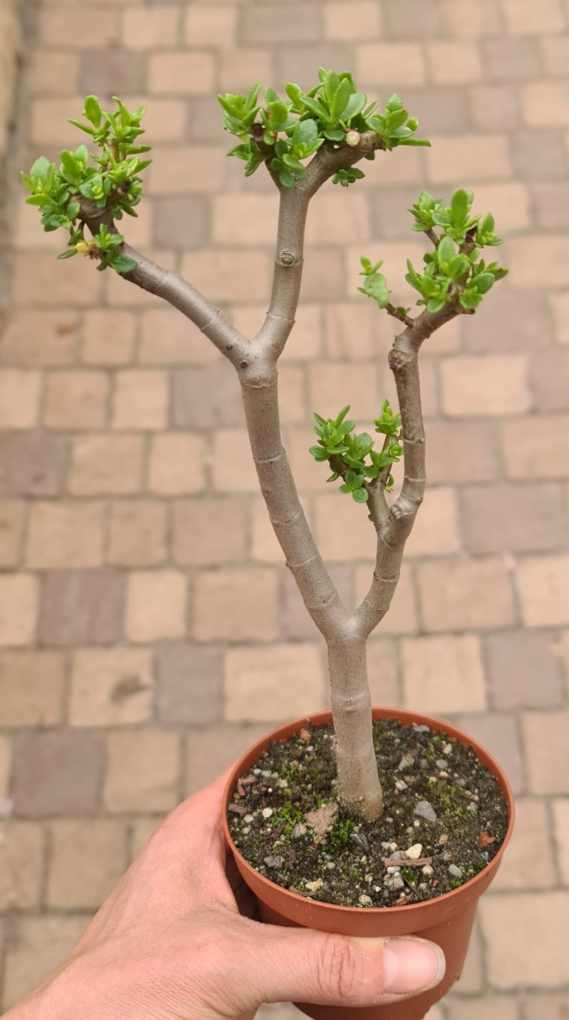 Crassula parvisepala