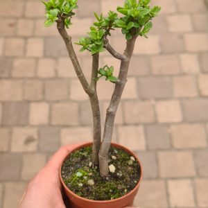 Crassula parvisepala