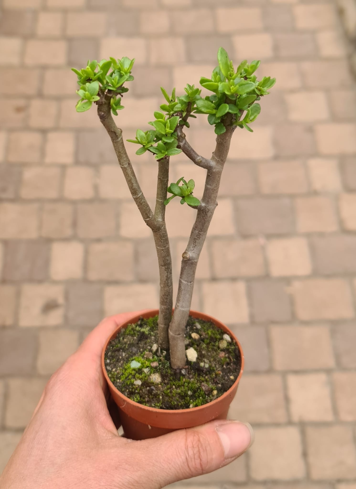 Crassula parvisepala