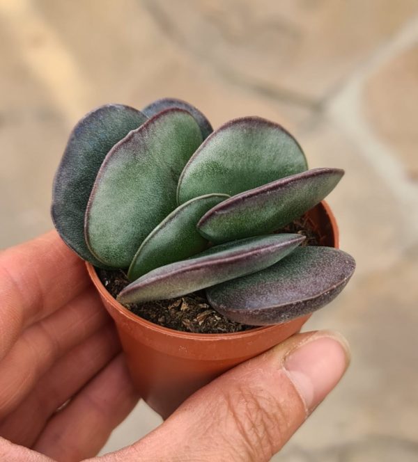 Adromischus maculatus burgund