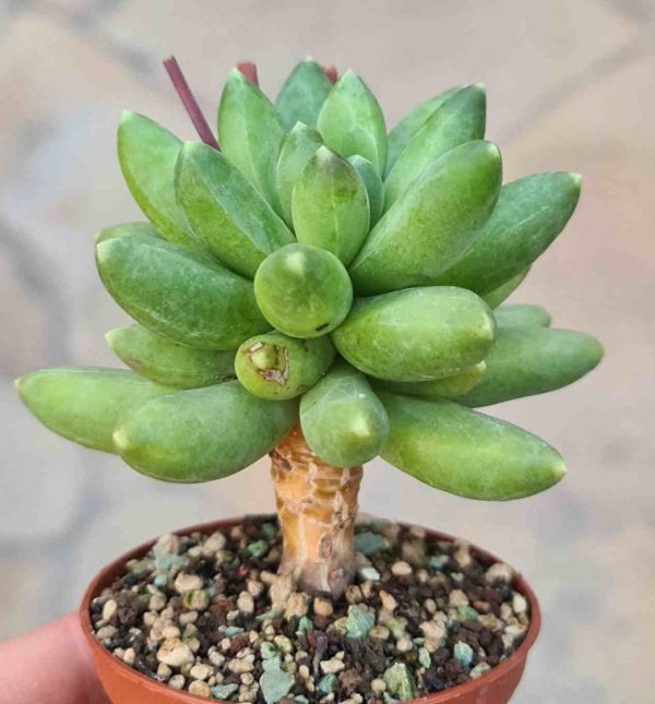 Pachyphytum compactum