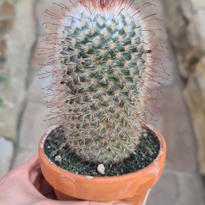 Mammillaria bombycina