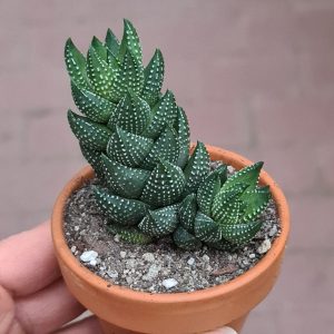 Haworthia reinwardtii