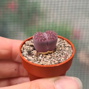 Lithops salicola cv. Bacchus