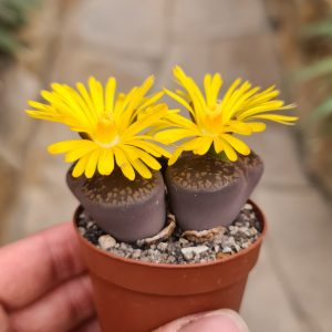 Lithops aucampiae