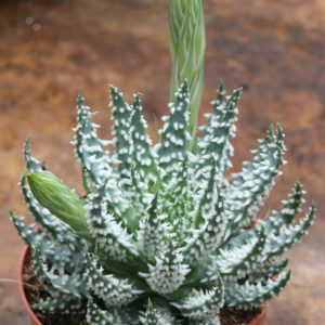 Aloe humilis x pratensis