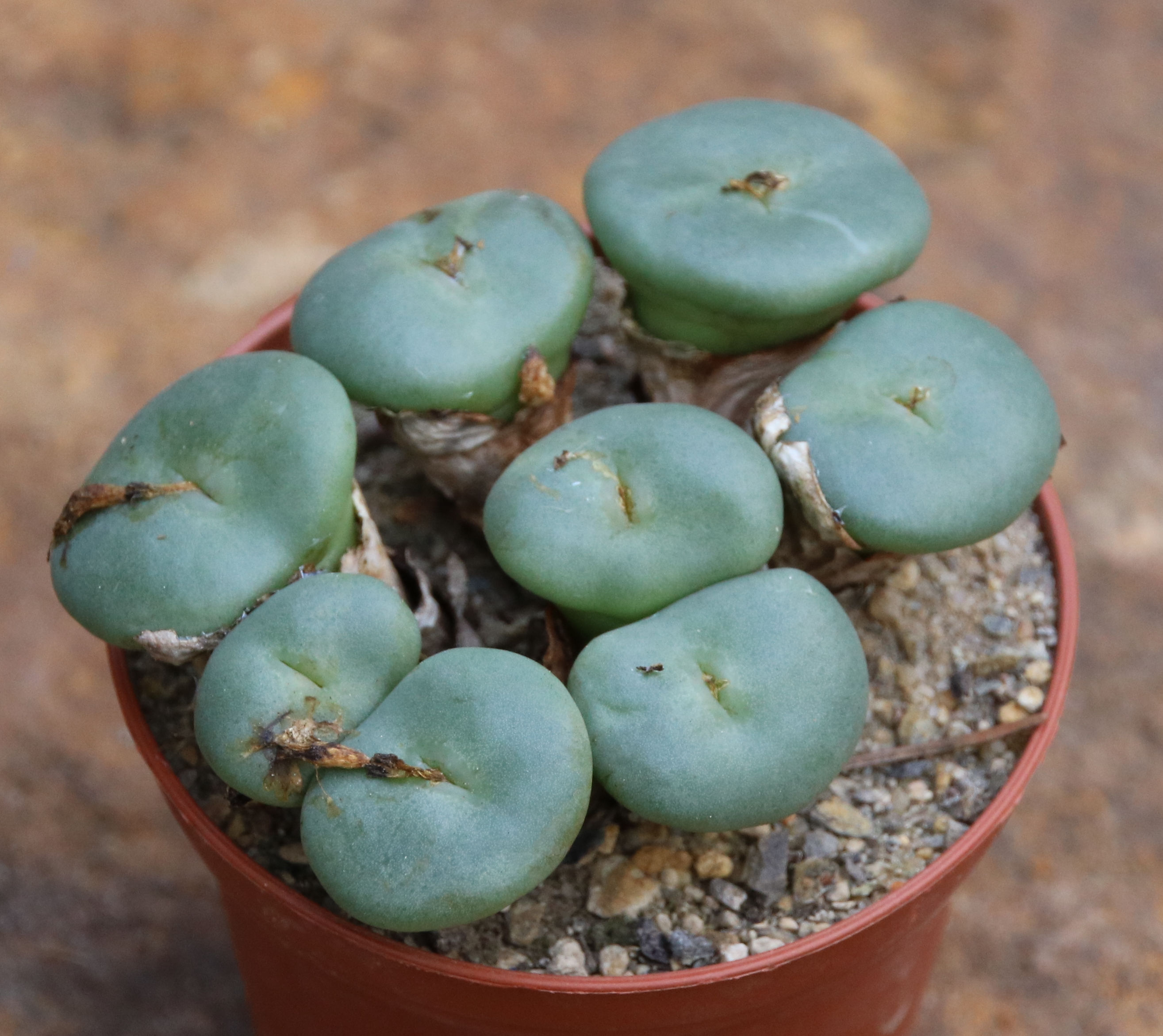 Conophytum wettsteinii