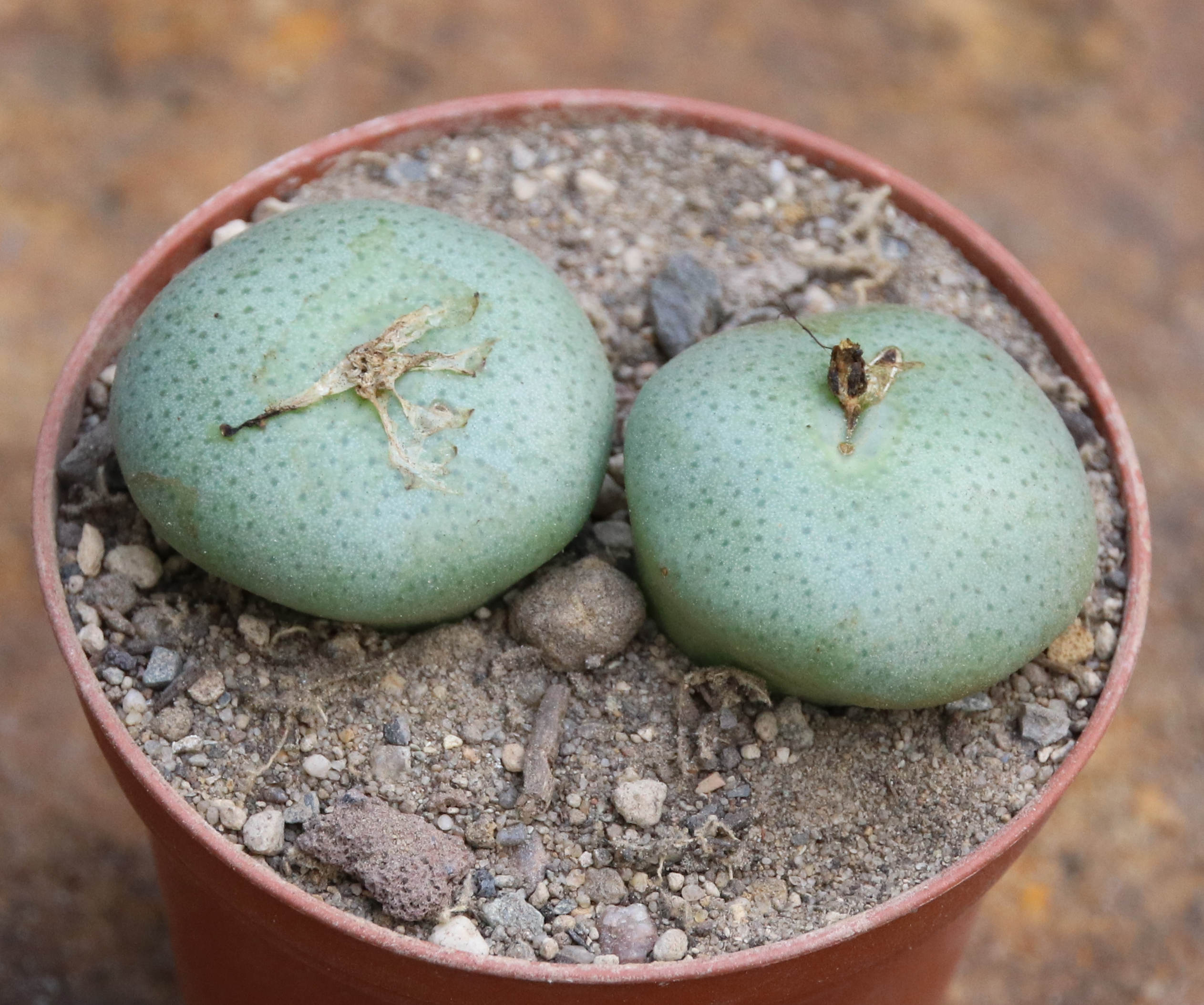 Conophytum wettsteinii