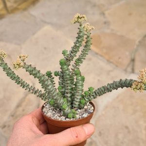 Crassula marnieriana Hottentot