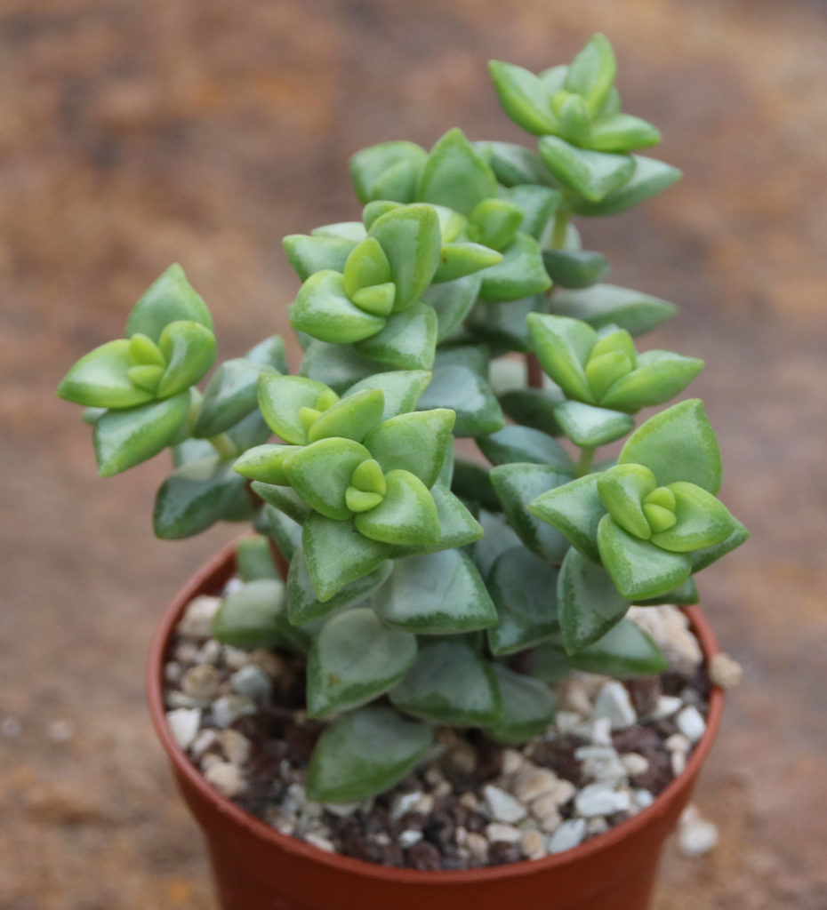 Crassula rupestris