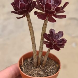 Aeonium arboreum cv. Black Beauty