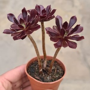 Aeonium arboreum c.v. Black Beauty