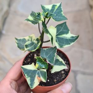 Senecio macroglossus variegata