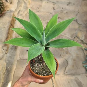 Agave attenuata