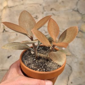 Kalanchoe orgialis