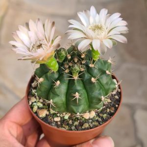 Gymnocalycium damsii