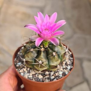 Gymnocalycium damsii torulosum