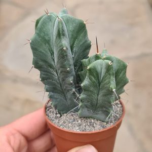 Lamaireocereus pruinosus