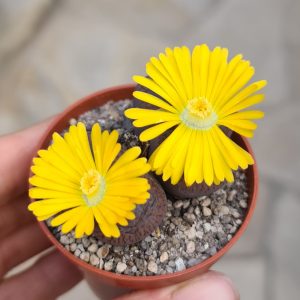 Lithops aucampiae