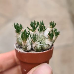 Ornithogalum lithopsioides