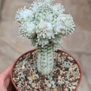 Euphorbia submammillaris variegata c.v. great white