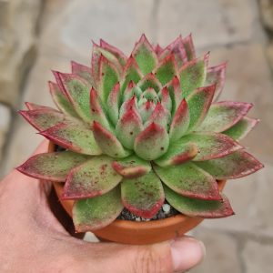 Echeveria agavoides