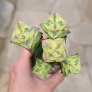 Crassula perforata variegata