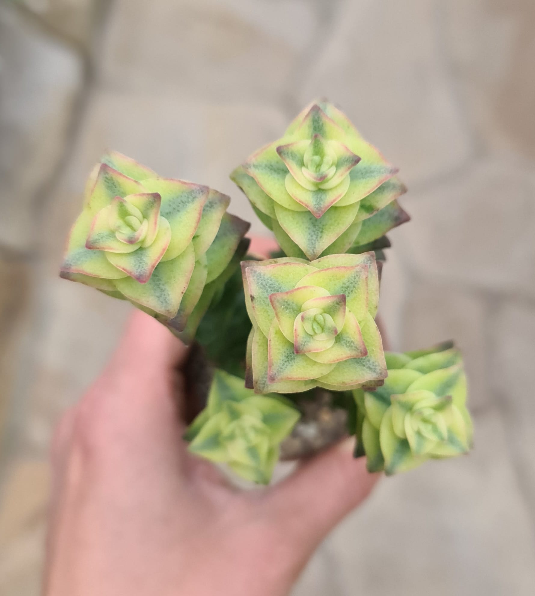 Crassula perforata variegata